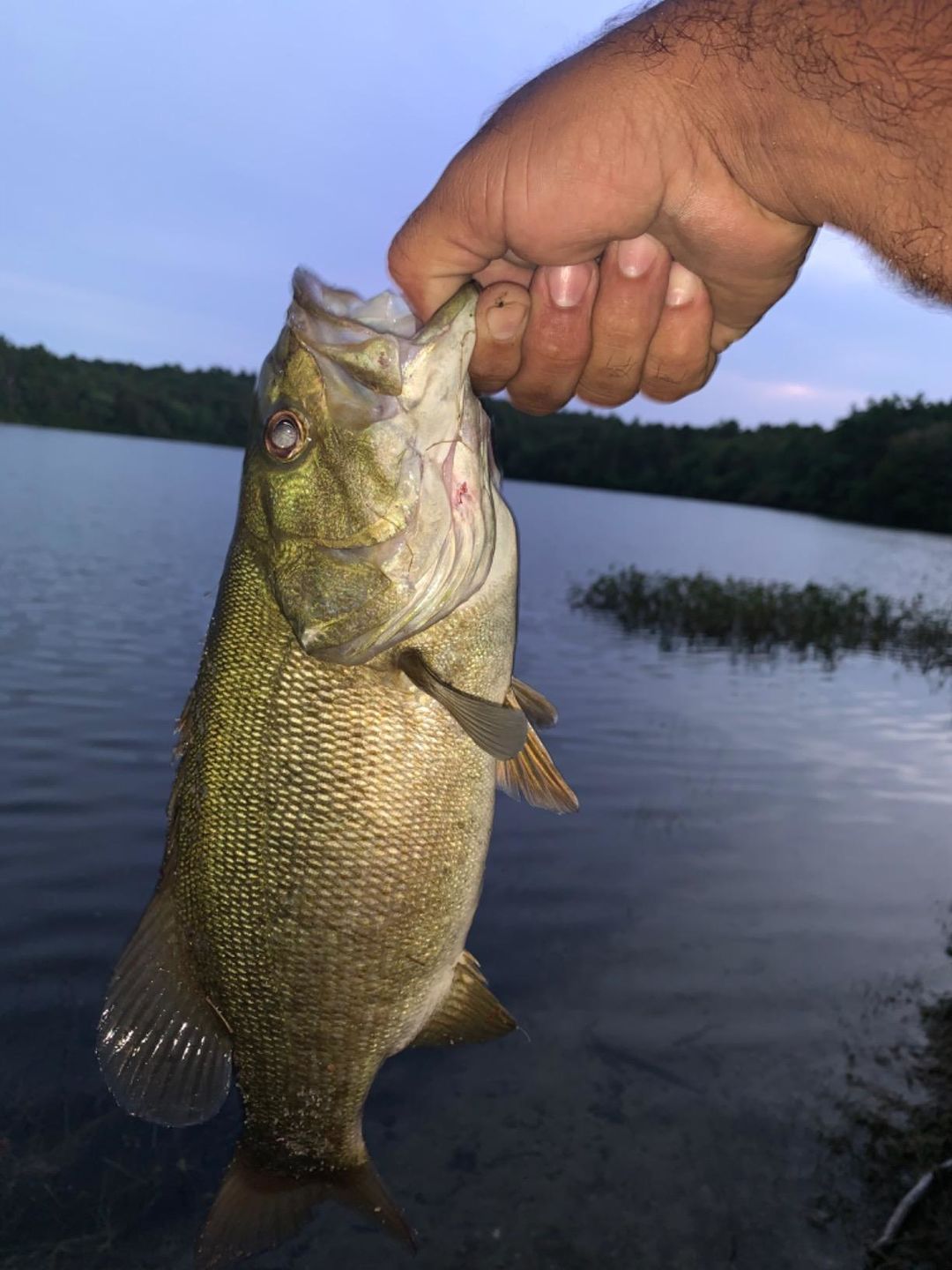 Customer photo review of Swimmax Fishing Lures | Six-Segmented | BKK Hook | Rattling Gurgling | Heavy-Duty Dyneema Fiber | 3 Pcs | For Bass & Trout & Walleye & Crappie