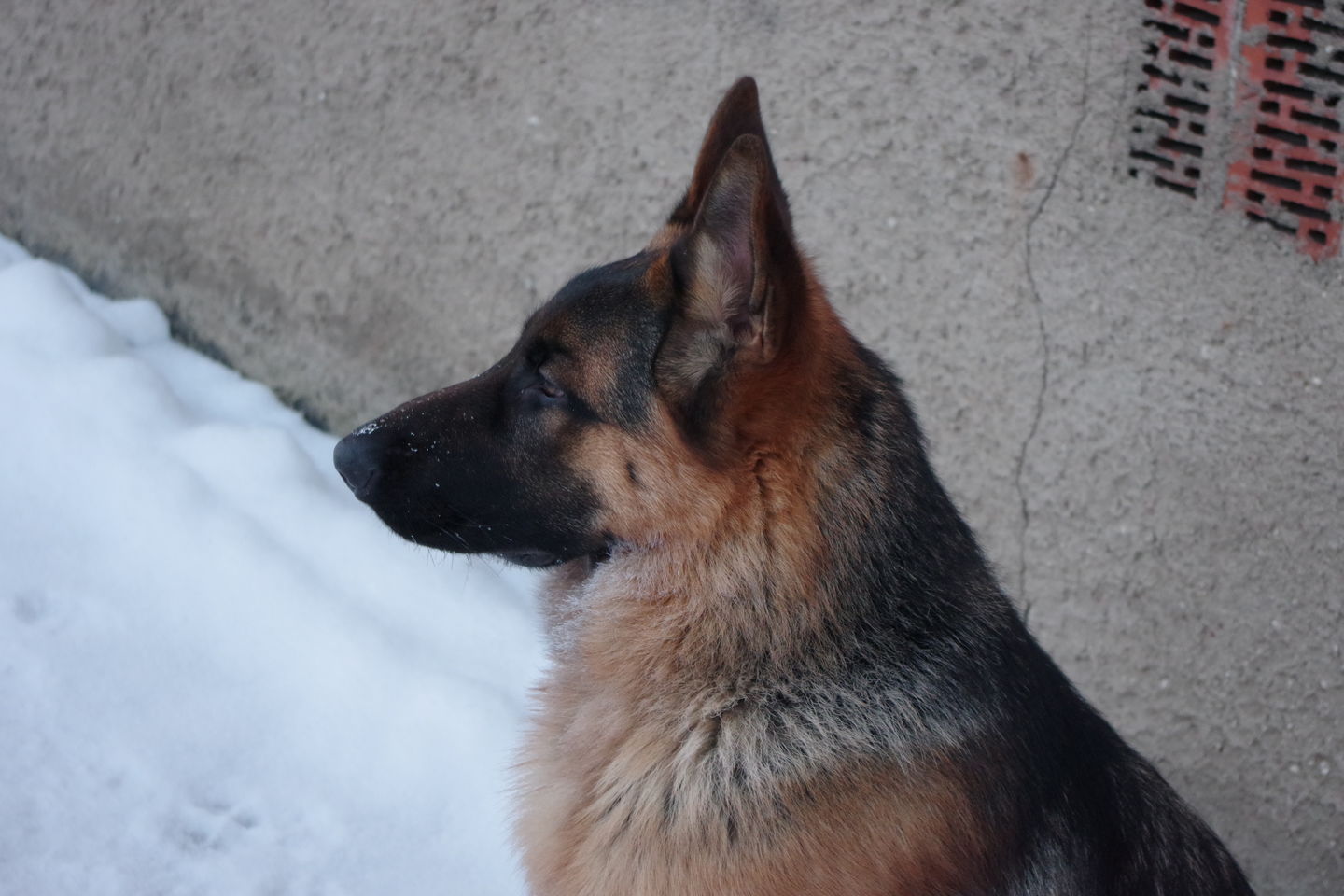 Customer photo review of Best Breeders Adult All breeds 26/15 ar briedi un kartupeļiem