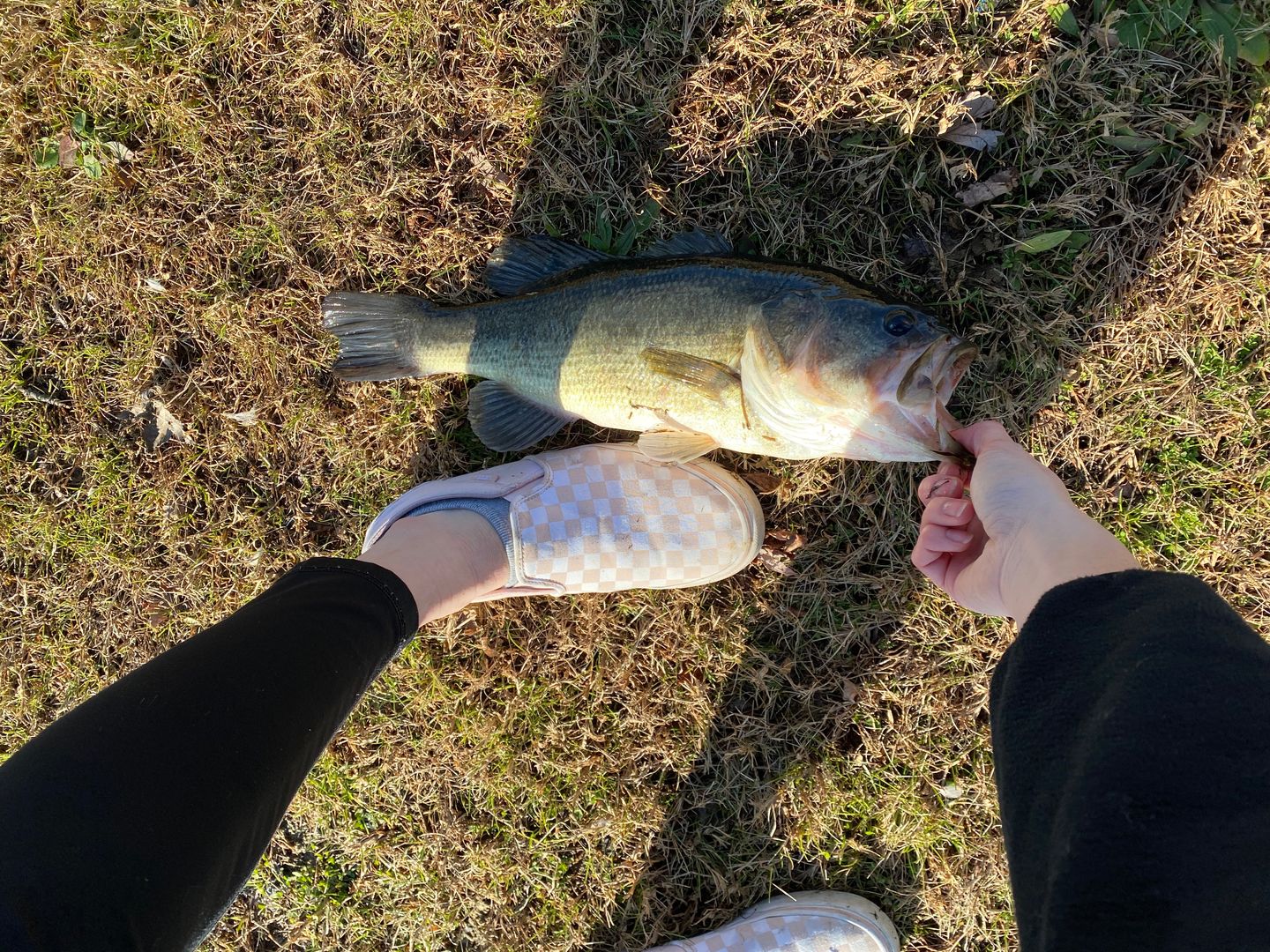 Customer photo review of Swimmax Fishing Lures | Six-Segmented | BKK Hook | Rattling Gurgling | Heavy-Duty Dyneema Fiber | 3 Pcs | For Bass & Trout & Walleye & Crappie