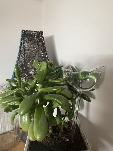 Customer photo review of Mon petit oiseau - Le Jardin de Mamie®