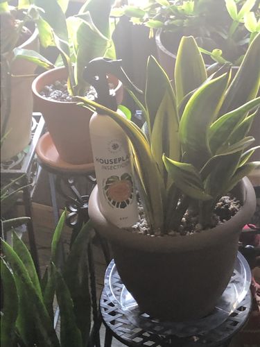 Customer photo review of Houseplant Insecticide w/ Neem