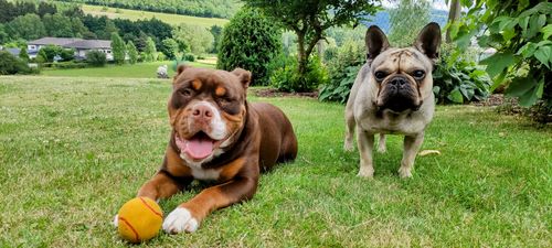 Customer photo review of Hunde-Türschild mit Foto & Wunschtext