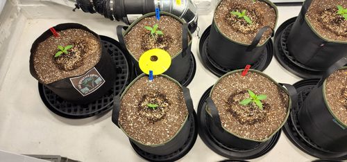 Customer photo review of Sohum Soil Organic Living Soil Just Add Water 1.5 cu ft
