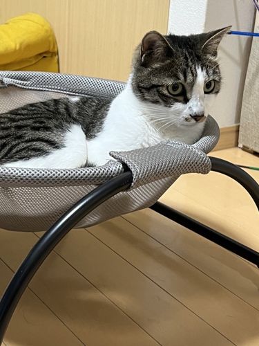 Customer photo review of ペットハンモック 犬猫用ベッド 自立式  安定な構造 取り外し可能 通気性 組立簡単
