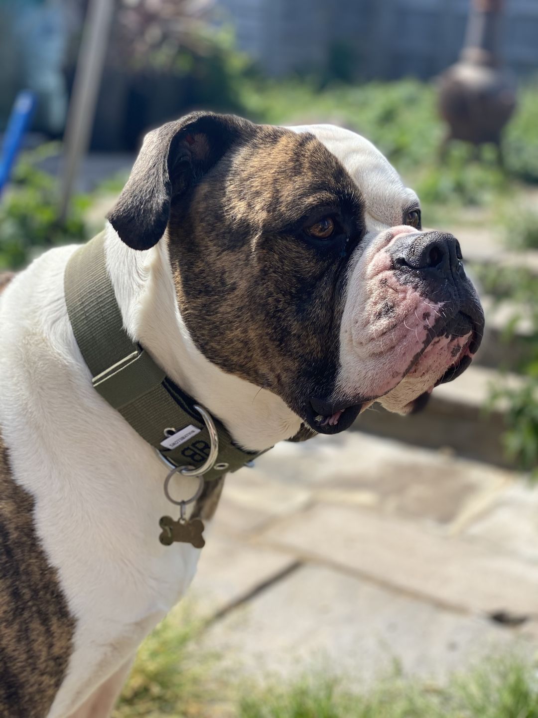 Customer photo review of 5cm Nylon Dog Collar - Khaki v2.0