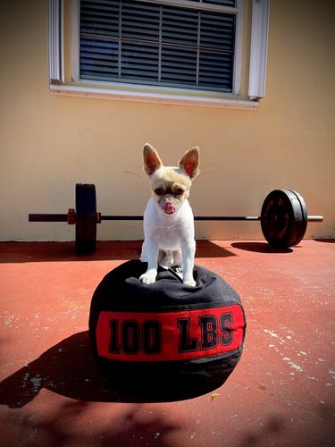 Customer photo review of Strongman Sandbag