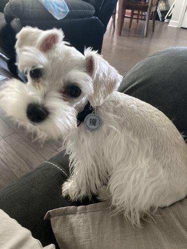 Customer photo review of Anime