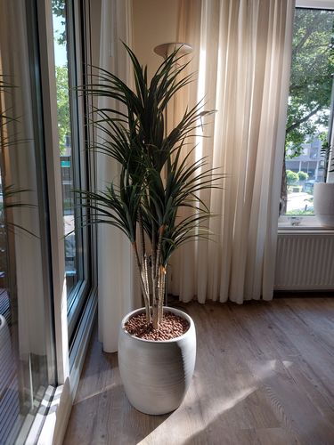 Customer photo review of Dracaena Kunstplant 130cm