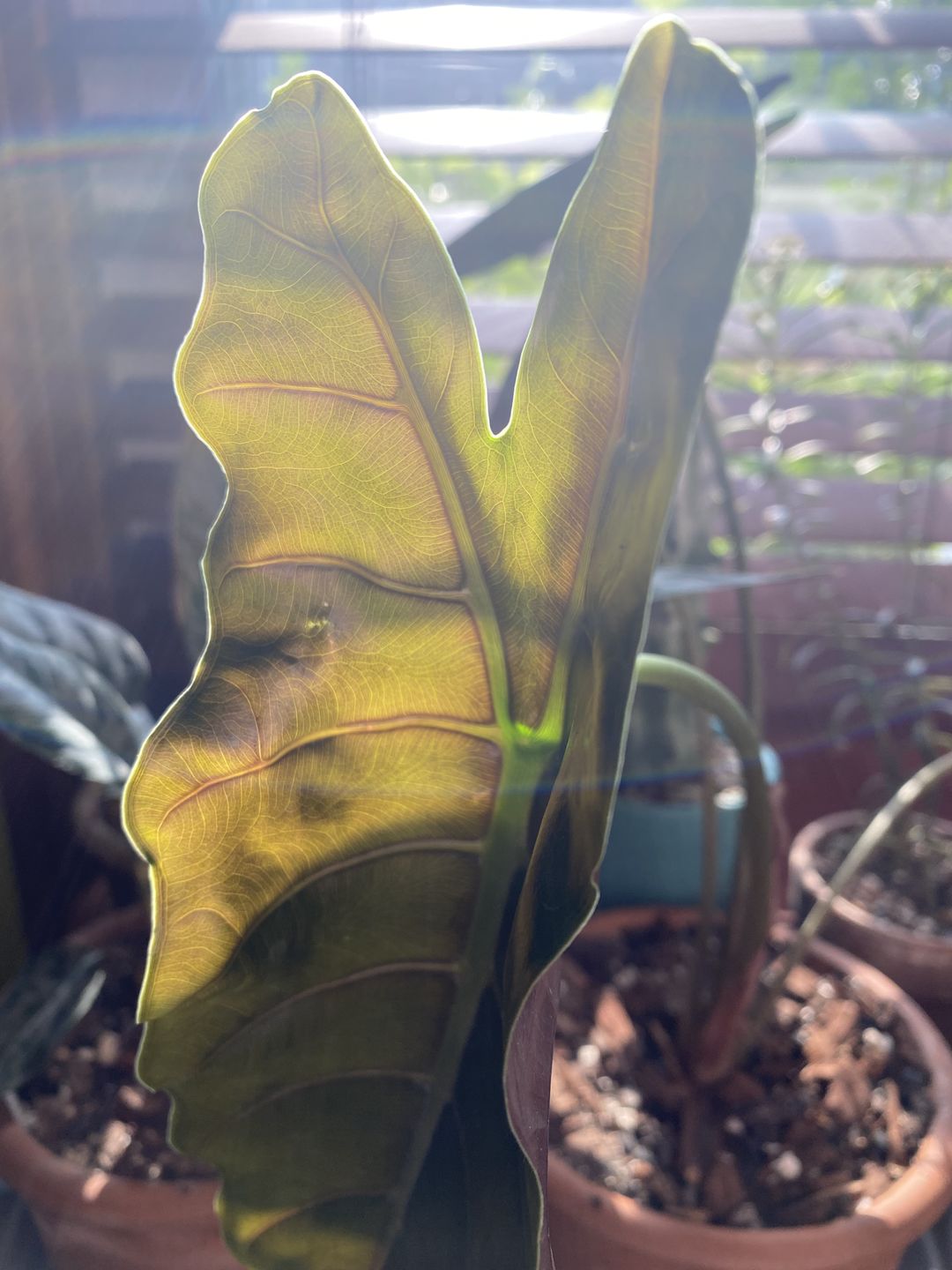 Customer photo review of 4" Alocasia 'Chantrieri'