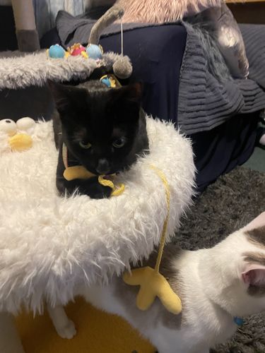 Customer photo review of Rainbow Cat Toy Tunnel with Sleeping Bed