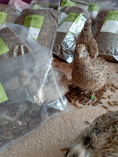 Customer photo review of BlackTasty™ Getrocknete Soldatenfliegenlarven