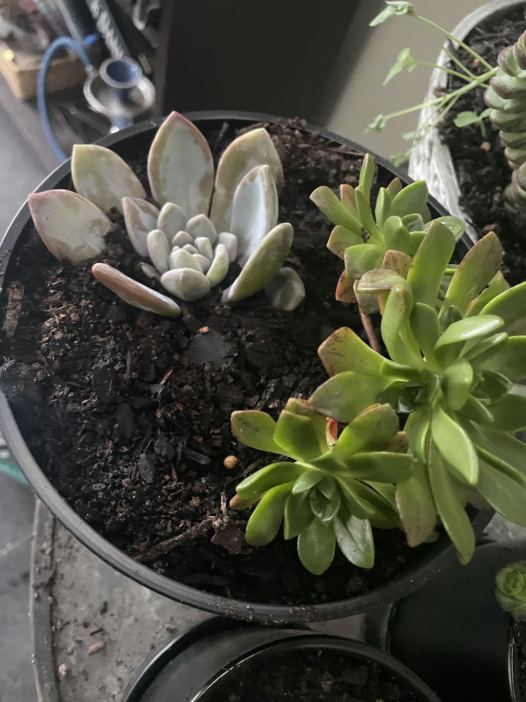 Customer photo review of Aeonium Bronze Medal