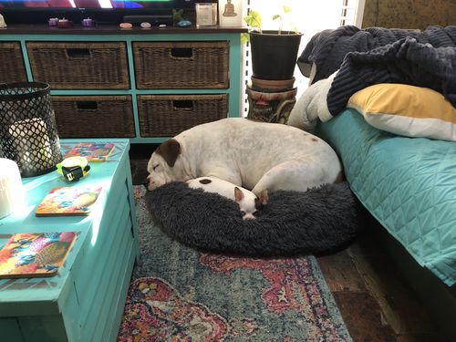 Customer photo review of Pawz Non-Removable Calming Pet Bed