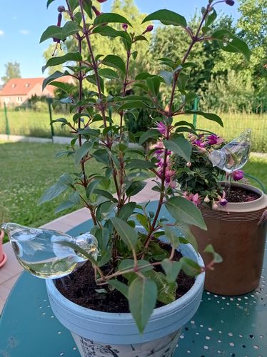 Customer photo review of Mon petit oiseau - Le Jardin de Mamie®