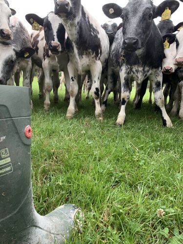 Customer photo review of Dunlop FieldPro Full Safety Wellington