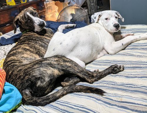 Customer photo review of Black