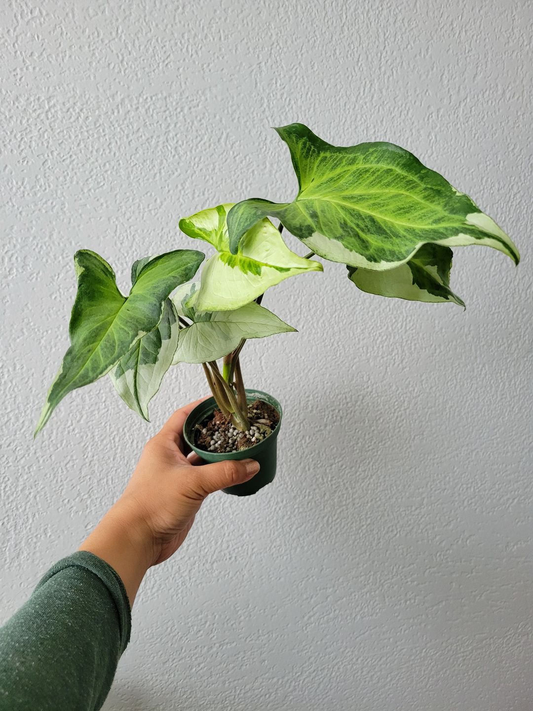 Customer photo review of 3" Syngonium podophyllum 'Three Kings'