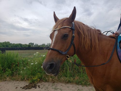 Customer photo review of Masego braided sidepull