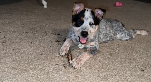 Customer photo review of Evergreen