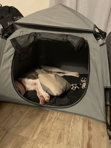 Customer photo review of Pop N' Go® Pets