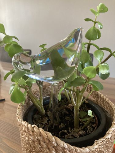 Customer photo review of Mon petit oiseau - Le Jardin de Mamie®