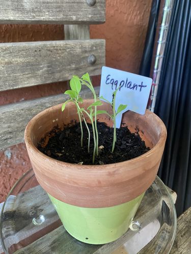 Customer photo review of Heirloom Vegetable Seeds - (55 Variety)