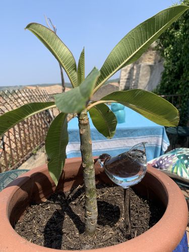 Customer photo review of Mon petit oiseau - Le Jardin de Mamie®