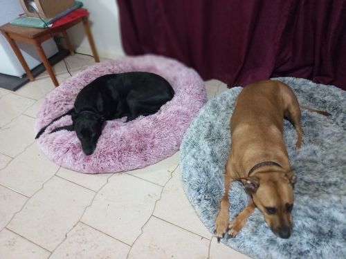 Customer photo review of PaWz Removable Cover Calming Pet Bed