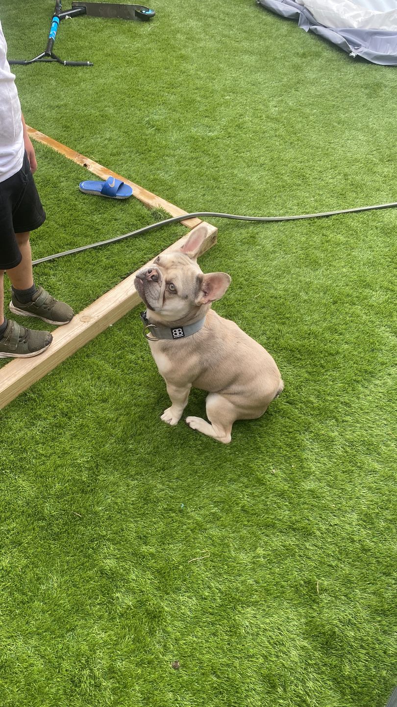 Customer photo review of 4cm Combat® Collar | Rated Clip - NO HANDLE - Metal Grey v2.0