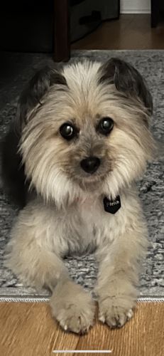 Customer photo review of Fetch® Mini Pet Tag