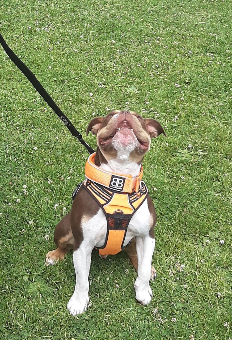 Customer photo review of 5cm RR Collar | Soft Padded & Reflective | Series 2 - Orange