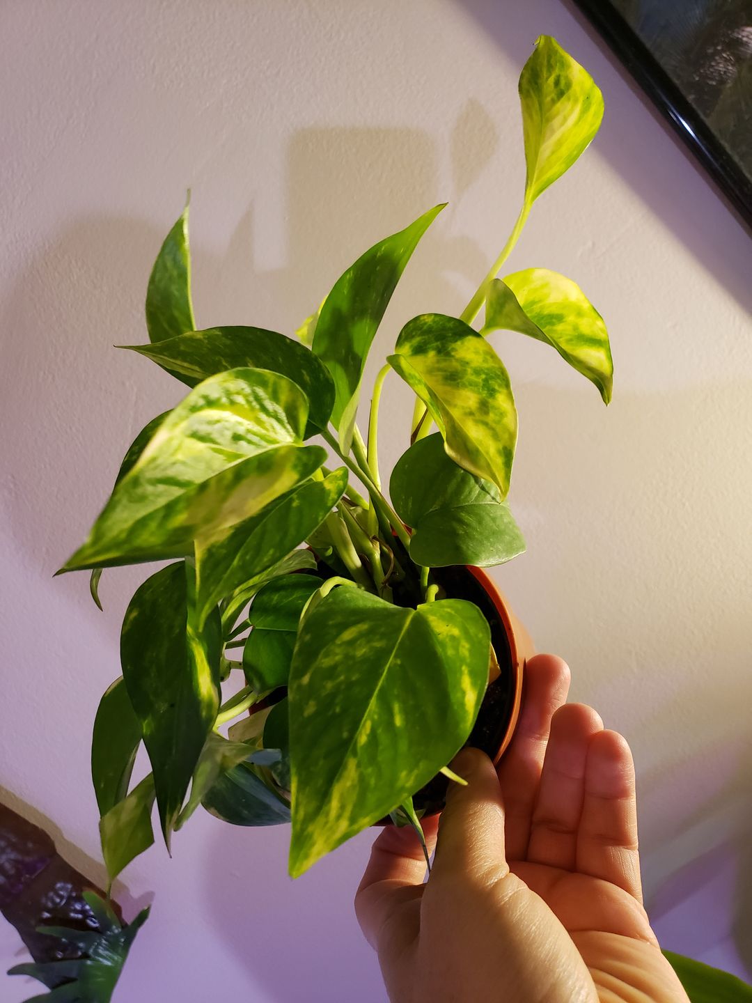 Customer photo review of 4" Pothos Epipremnum aureum 'Golden'