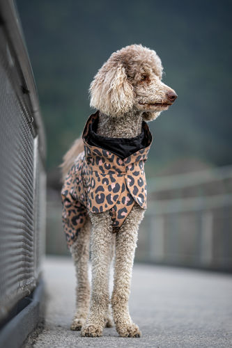 Customer photo review of Visibility Raincoat Lite Leopard for Dogs