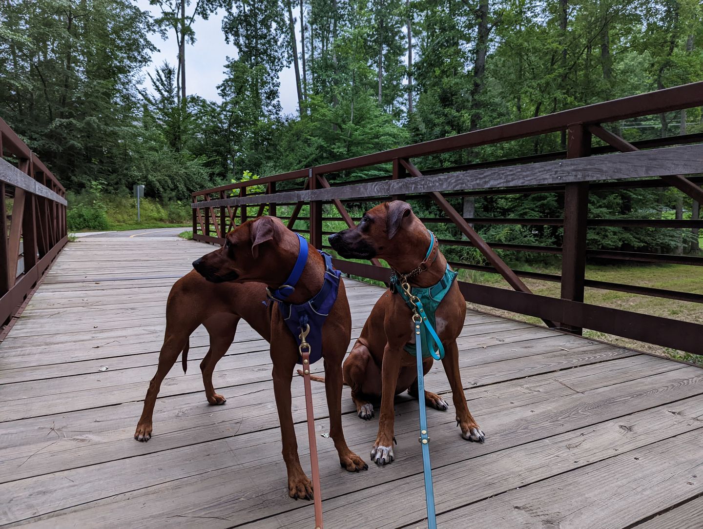 Customer photo review of Denali Training Tab