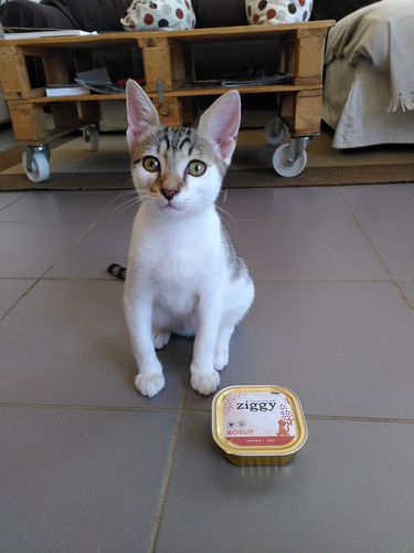 Avis photo d'un client sur Coffret Découverte Chaton