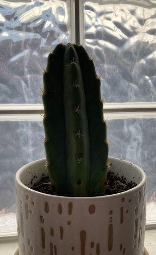 Customer photo review of San Pedro Cactus | Echinopsis pachanoi