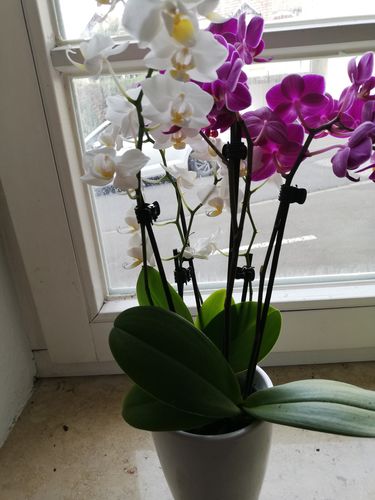 Customer photo review of Cocktail Orchideen im 2er Set mit Keramik