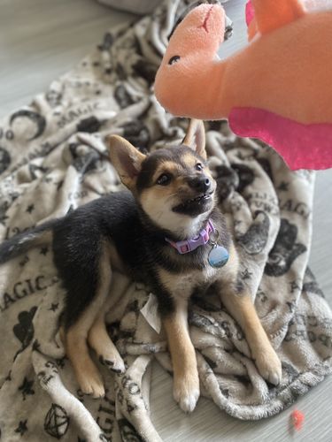 Customer photo review of Explorer