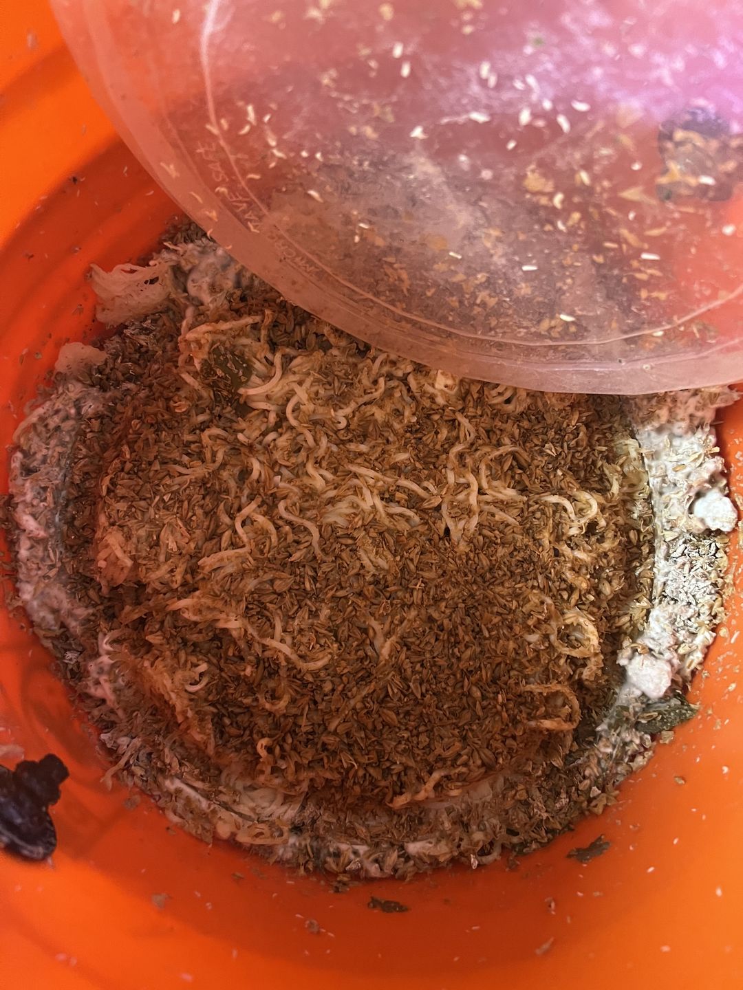 Customer photo review of BierKashi Bokashi 5 to 50 lbs