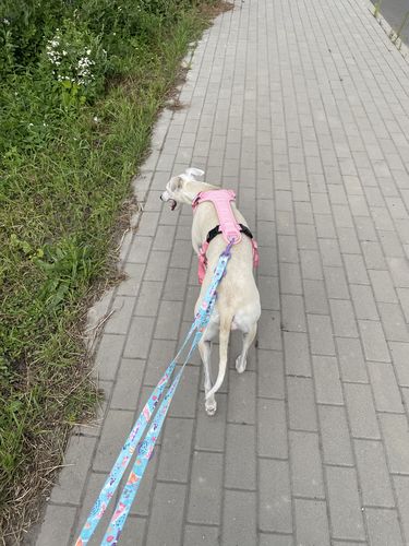 Customer photo review of Visibility Harness for Dogs Pink