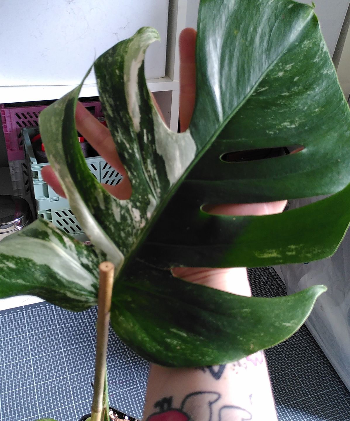 Customer photo review of MONSTERA BORSIGIANA VARIEGATA