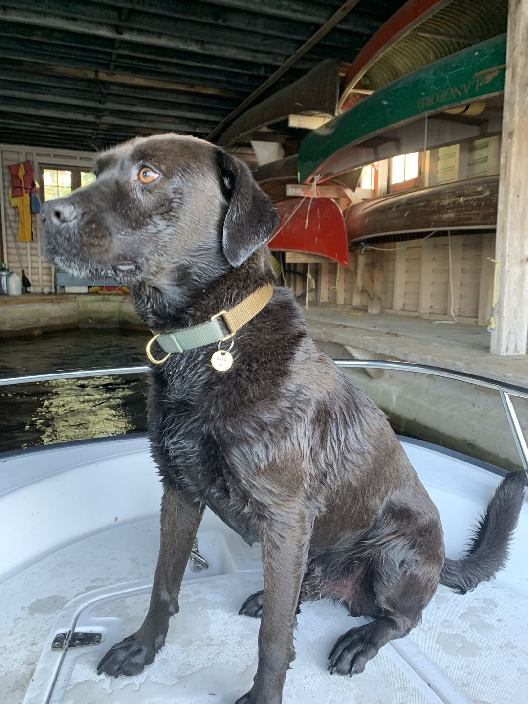 Customer photo review of Hand Stamped Pet ID Tag