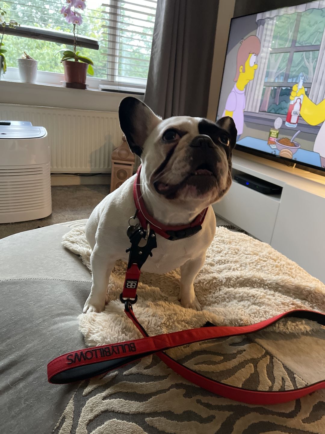 Customer photo review of 1.4m Swivel Combat Lead | Neoprene Lined, Secure Rated Clip with Soft Handle - Red