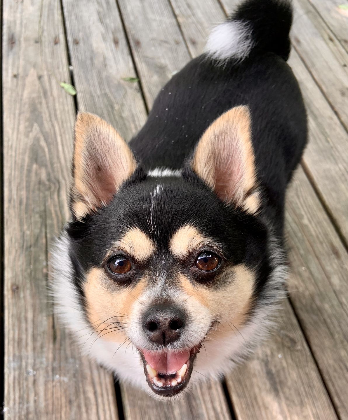 Customer photo review of KING KALM™ CBD 75mg - Small Size Dog & Cat Formula