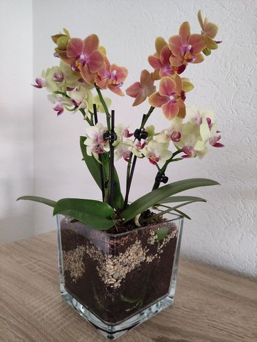 Customer photo review of Table Dance Allen mit orangenen Blüten mit 2+ Stielen