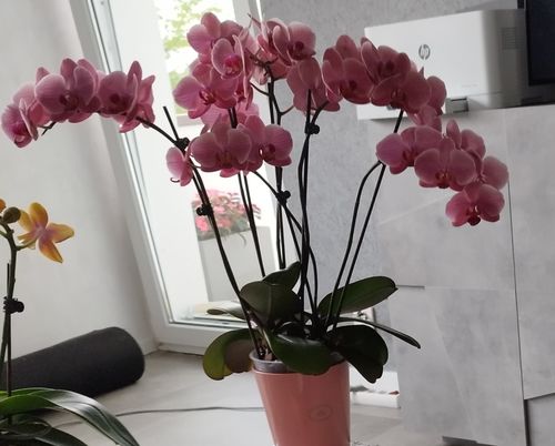 Customer photo review of Große Two of Us Narbonne mit orange-roten Blüten und 4+ Stielen