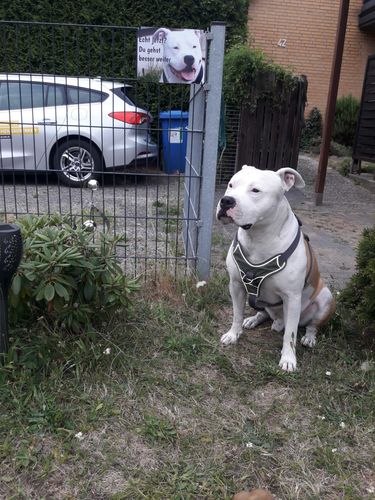 Customer photo review of Hunde-Türschild mit Foto & Wunschtext