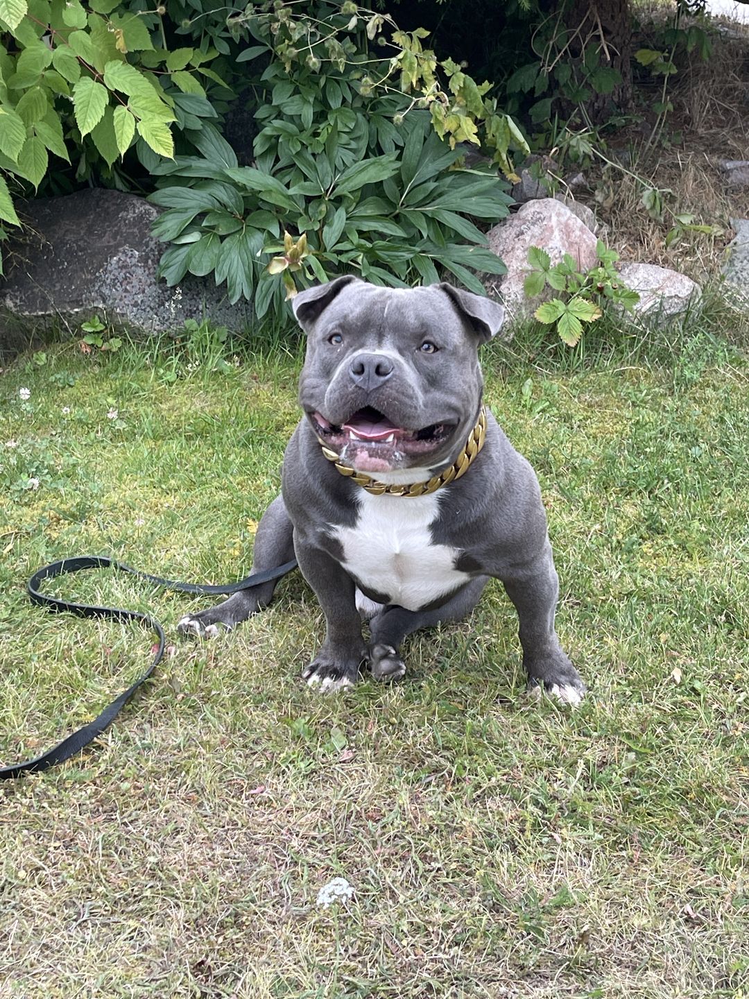 Customer photo review of THE KILO