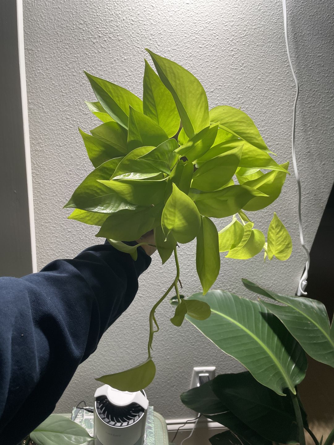 Customer photo review of 4" Pothos Epipremnum aureum 'Neon'