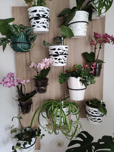 Customer photo review of Table Dance Sunset mit roten wachsblumigen Blüten und 2+ Stielen